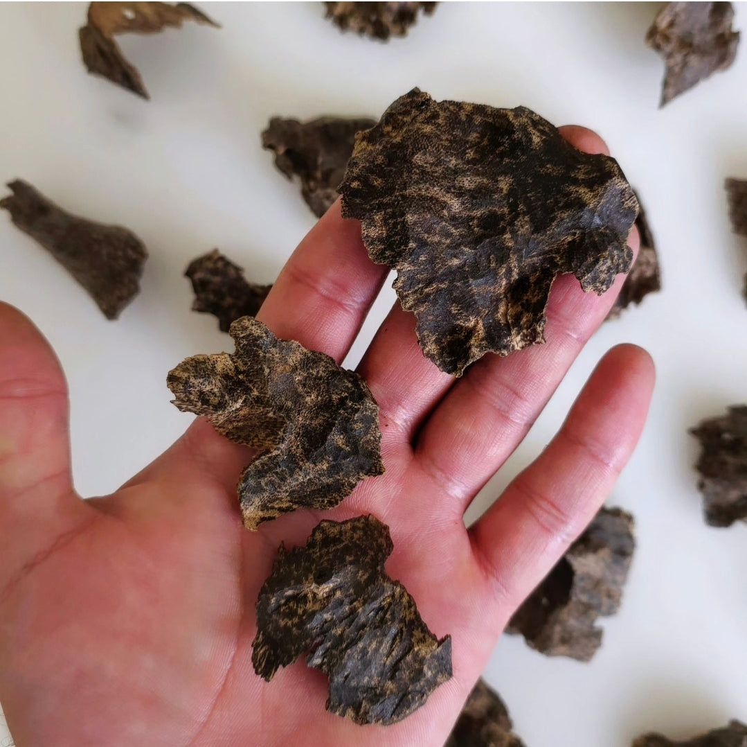 قواقع فذ رويال